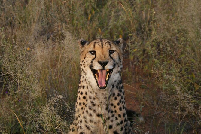 10 Day Discover Namibia Small Group Safari - Skeleton Coast to Damaraland: Zeila Wrecks, Conservancies, and Real Encounters