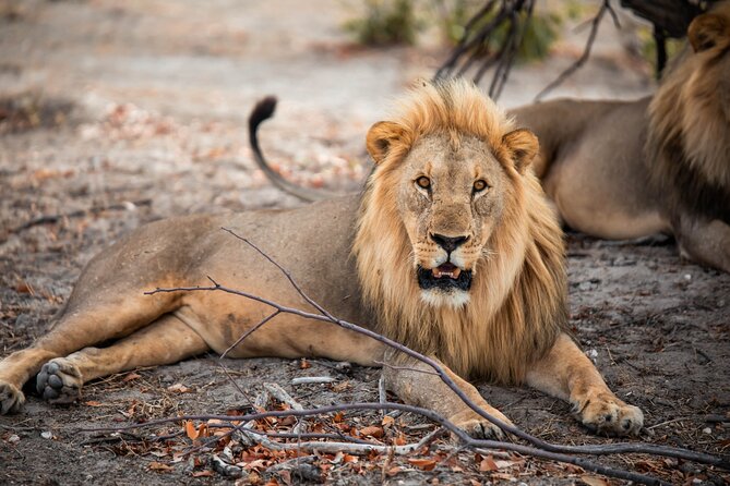 10 Day Discover Namibia Small Group Safari - Price, Inclusions, and What You Should Budget for in Namibia