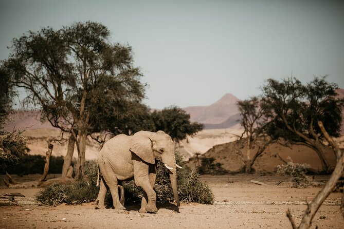 10 Day Discover Namibia Small Group Safari - Solitaire, Capricorn Stops, and Walvis Bay Flamingos: The Coast Side of Namibia