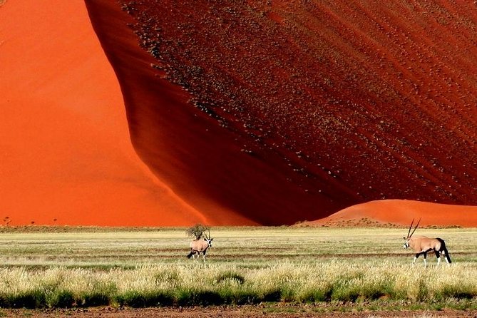 10-Day Namibia Highlights Guided Tour from Windhoek - Day 4: Moon Landscape, Welwitschia Mirabilis, and Walvis Bay salt pans