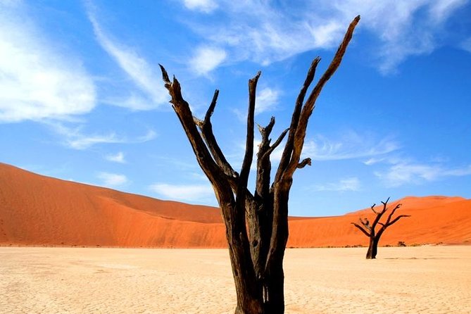 10-Day Namibia Highlights Guided Tour from Windhoek - Day 5: Cape Cross seal colony to Damaraland and Brandberg views