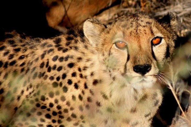 10-Day Namibia Highlights Guided Tour from Windhoek - Price and value: what $3,111.80 buys you, and what it does not