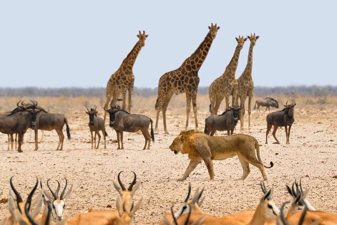 10 DAYS BEAUTY OF NAMIBIA | Guided Lodge - Walvis Bay sea walk, champagne plus sea life viewing