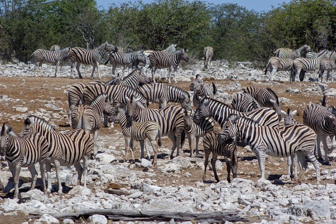 11 Days Small Group Namibia Experience Fully Accommodated Tour - Day 6: Skeleton Coast North, Cape Cross Seals, Then Twyfelfontein Arrival