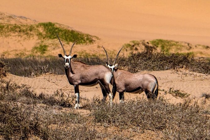 2 Day Scenic Sossusvlei Adventure Tour in Namibia - Sossusvlei photos, camelthorn shade, then Dune 45