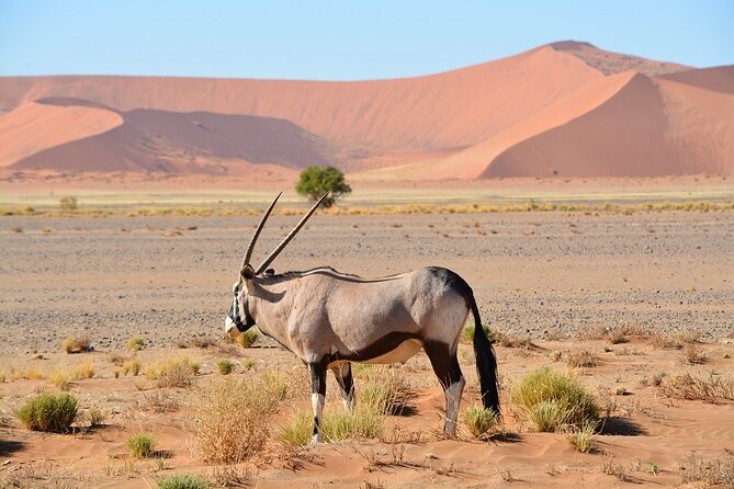 2 Days Guided Tour in Sossusvlei and Sandwich Harbor - Morning Pickup From Swakopmund, Plus the Practical Start Time