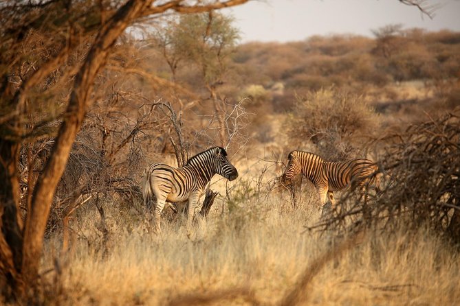 3 Day Camping tour at Etosha National Park - Why Etosha’s camp-based timing works (and what it means for you)