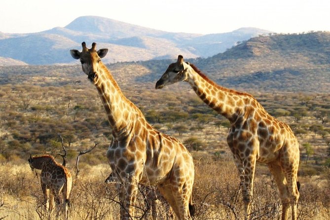 3 Day Camping tour at Etosha National Park - Full day game drive to Namutoni (Day 2)
