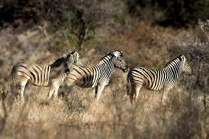 3 Day Camping tour at Etosha National Park - The vehicle, the guide, and how you should set expectations