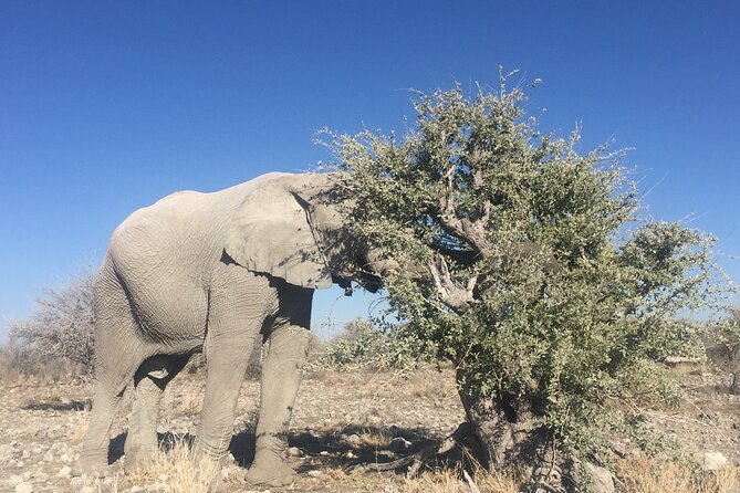 3 Day Camping tour at Etosha National Park - Windhoek pickup and the push to Andersons Gate (Day 1)