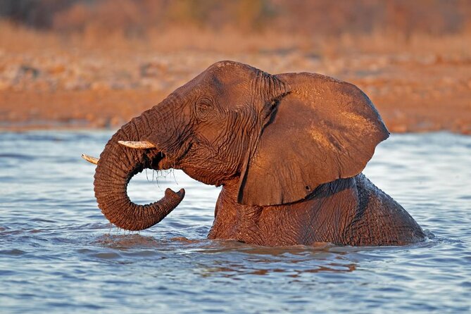 3 Day Etosha Budget Camping Safari - Etosha in 3 Days, Without the Big-Budget Feel
