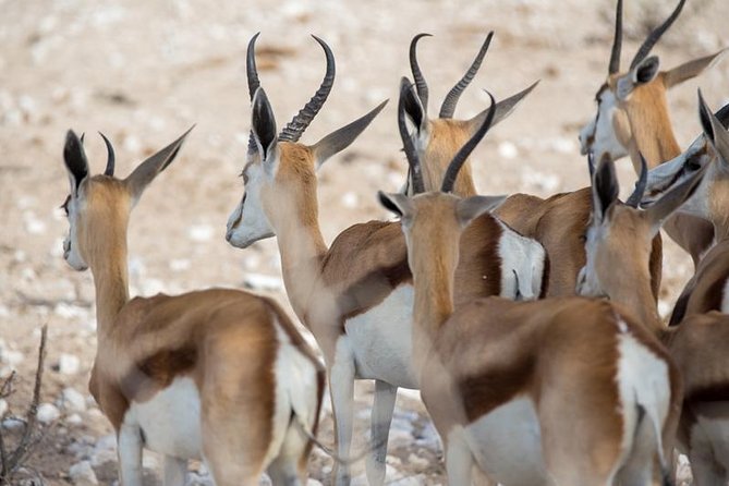3 Day Etosha Budget Camping Safari - Day 1: Swakopmund to Etosha, With a Late-Afternoon First Drive