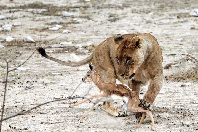 3 Day Etosha Budget Camping Safari - Okaukeujo-Style Floodlit Waterhole Evenings, Camp Comfort, and Starry Nights