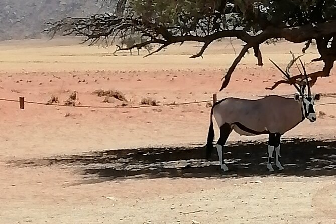 3-Day Scenic Sossusvlei Adventure in Namibia from Swakopmund - Lichen Fields and Welwitschia Plains: learning how the desert actually survives