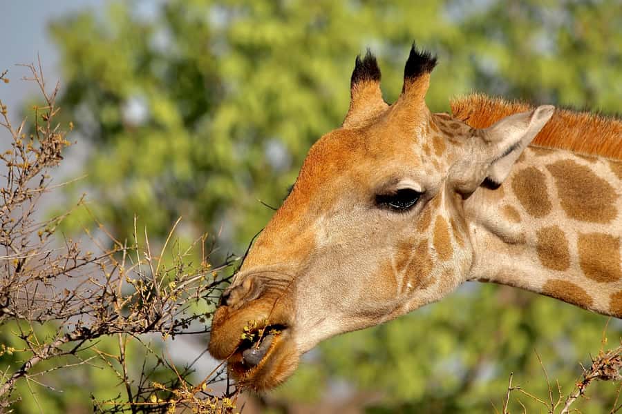 3 day Sossusvlei Camping - Day 1: Windhoek pickup, briefing, and an overnight near Solitaire Lodge
