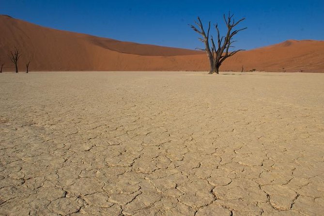 3-Day Sossusvlei Express Accommodated Safari from Swakopmund - Day 3: Cheetah Conservation at Solitaire, Then Back to Windhoek