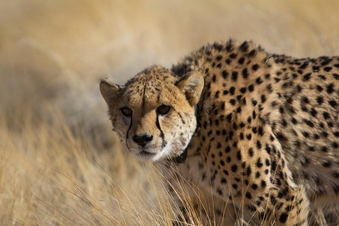3-Day Sossusvlei Express Accommodated Safari from Swakopmund - Price and Value: What You’re Paying For, and What to Budget