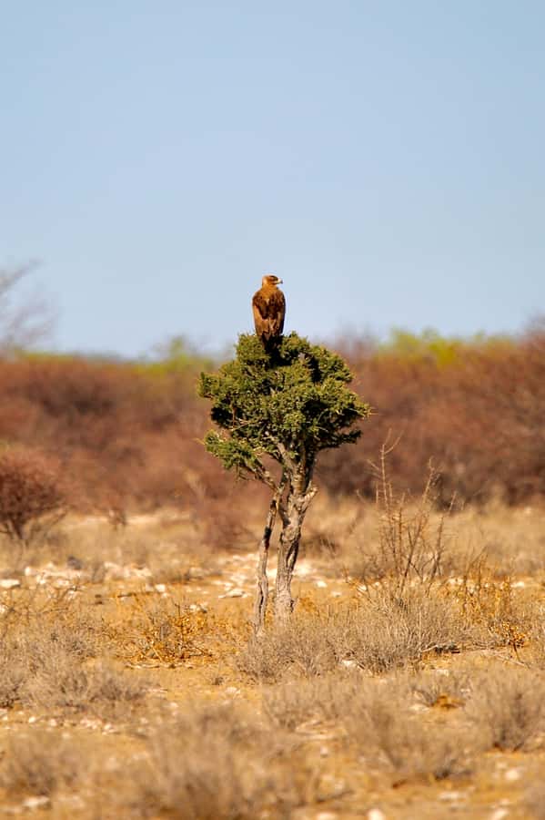 4 day Sossusvlei and Swakopmund Lodging - Day 1 from Windhoek to Sossusvlei, Spreetshoogte Views and Solitaire at Dusk
