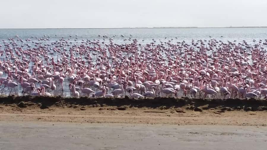 5 Days Sossusvlei and Swakopmund Tour - Shared Shuttle - Key highlights worth planning for
