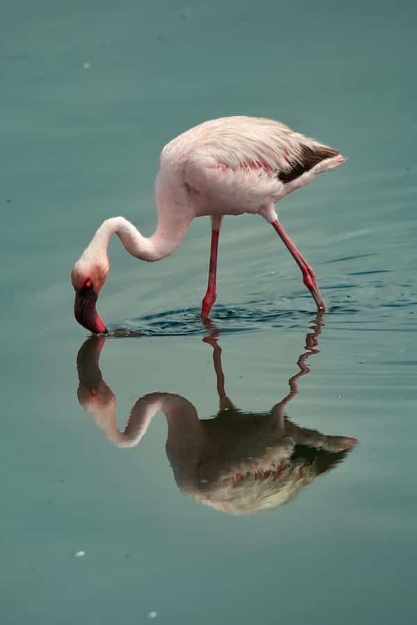 5 days Sossusvlei, Swakopmund and Spitzkoppe Camping - Day 3: Walvis Bay flamingos and then Swakopmund’s coastal break