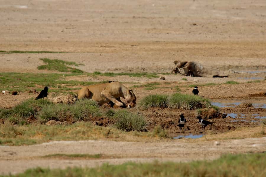 5 days Sossusvlei, Swakopmund and Spitzkoppe Camping - Guide factor: the difference between a trip and a story