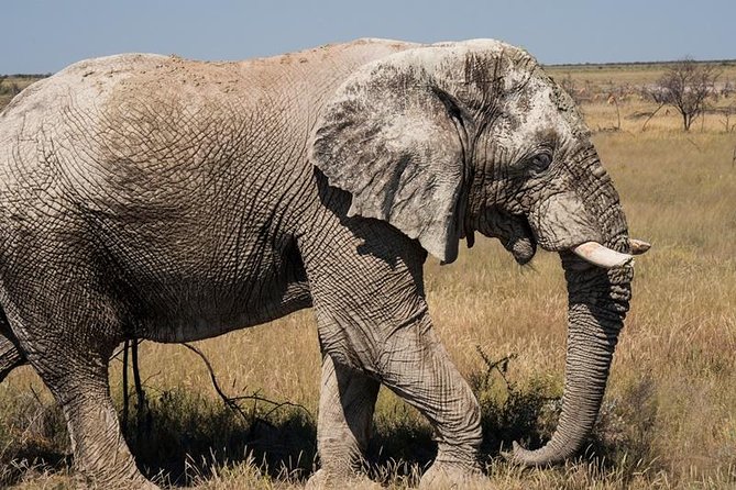 6-Day Dunes and Wildlife Accommodated Safari from Windhoek - Etosha National Park: Halali Waterhole, Okaukuejo Tower, and Big Predator Energy