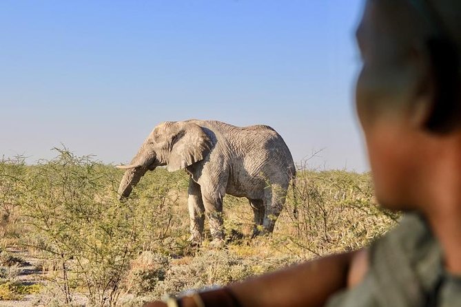 6-Day Dunes and Wildlife Accommodated Safari from Windhoek - Long Drive Day to Damaraland and the Zeila Shipwreck