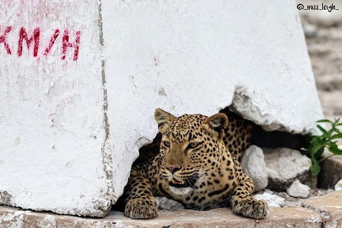 6-Day Dunes and Wildlife Accommodated Safari from Windhoek - Solitaire Roadhouse Lodge Cheetah Conservation and Tracking