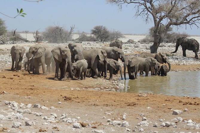 6 Day Private Guided Accommodated Namibian Loop - Entering Etosha the right way, Andersson Gate to late waterhole time