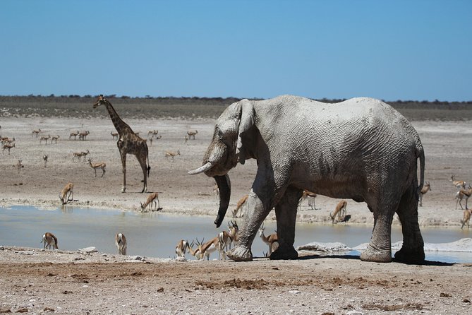 6 Day Private Guided Accommodated Namibian Loop - Leaving Etosha for Damaraland, meeting people along the road