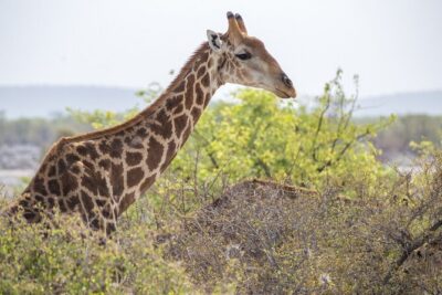 7 Day Northern Namibia and Skeleton Coast Camping Safari