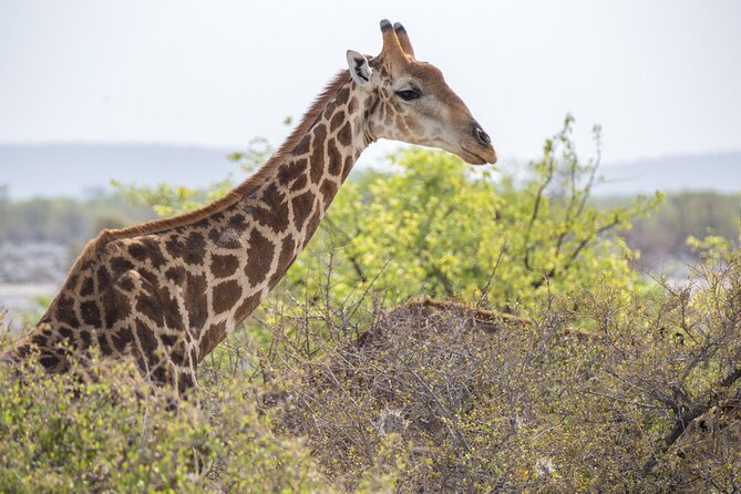 7 Day Northern Namibia and Skeleton Coast Camping Safari - Price and Logistics, What $1,846.99 Buys You