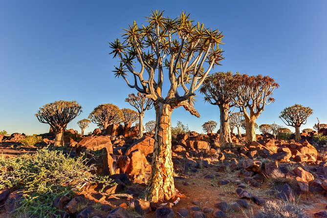 7 Day Southern Namibia and Sossusvlei Camping Safari - Day 7 Quiver Tree Sunrise, Picnic Lunch, and the Return to Windhoek