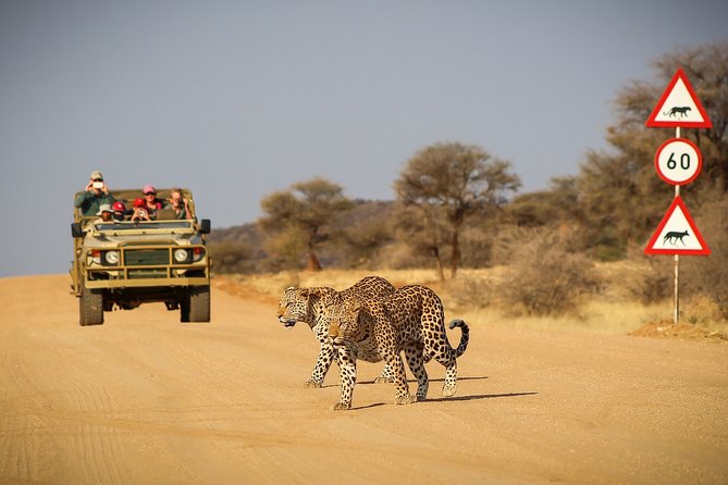 9 Day Etosha, Skeleton Coast and Sossusvlei Camping and Lodge Safari - Etosha National Park: waterholes, big cats, and that floodlit night vibe