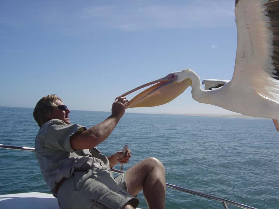 Catamaran Dolphin Cruise and Sandwich Harbour Tour - From Swakopmund to Pelican Point, the day’s two-speed rhythm