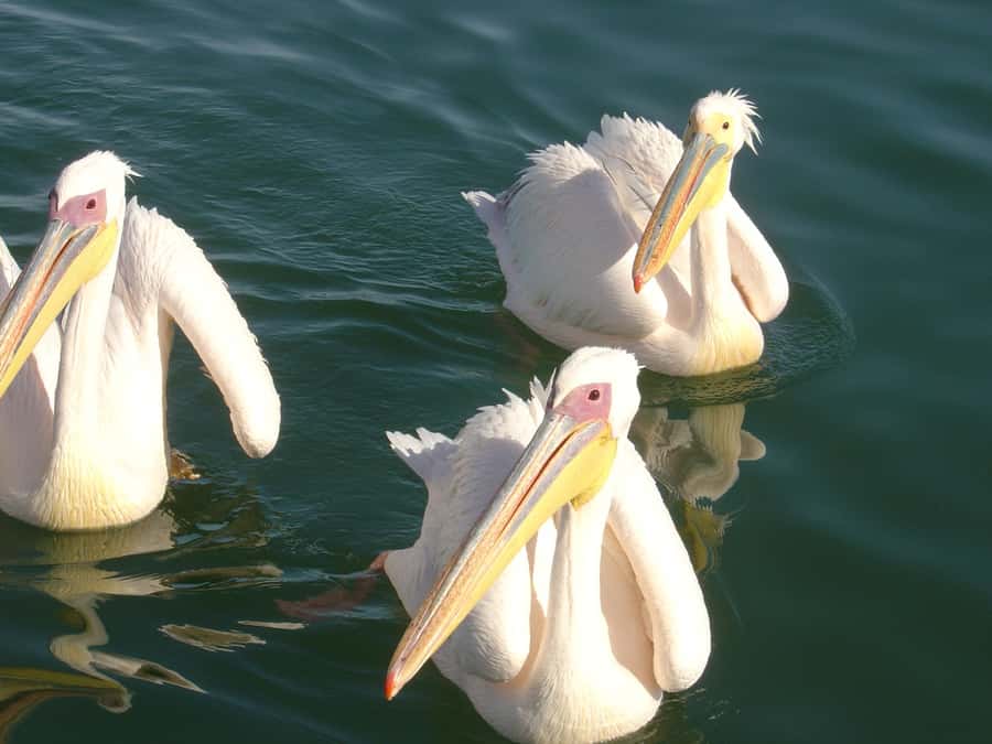 Catamaran Dolphin Cruise and Sandwich Harbour Tour - Onboard treats: sparkling wine, fresh oysters, and snack time
