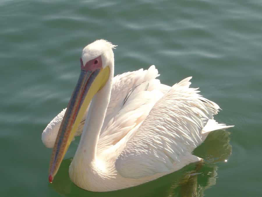Catamaran Dolphin Cruise and Sandwich Harbour Tour - Catamaran Cruise at Pelican Point, seals, dolphins, and lighthouse views