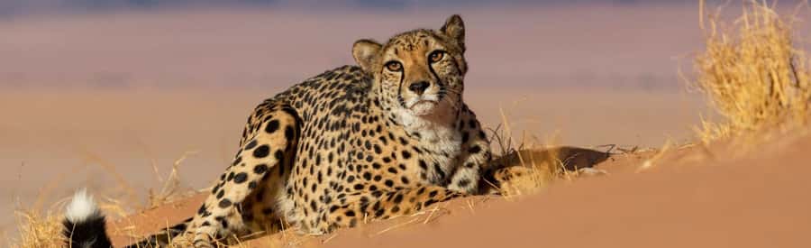 Discover the Roots of N/a'ankuse - A feeding Day Tour - Naankuse Feeding Tour, Not a Game Drive