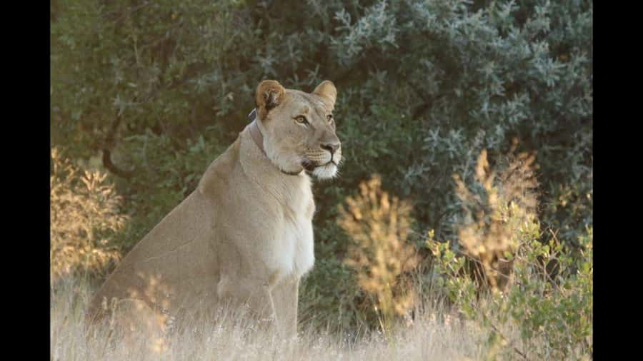 Discover the Roots of N/a'ankuse - A feeding Day Tour - The Windhoek Road Trip: Wildlife Along the Way