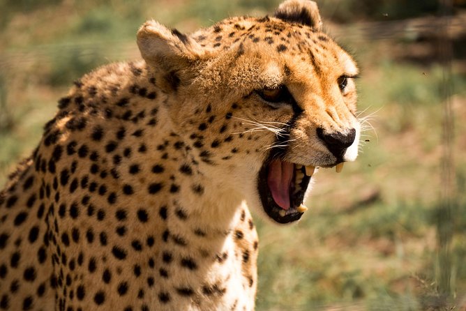 Discover the Routes of N/a’an ku sê. - Naankuse Wildlife Sanctuary: apex predators with a conservation mission