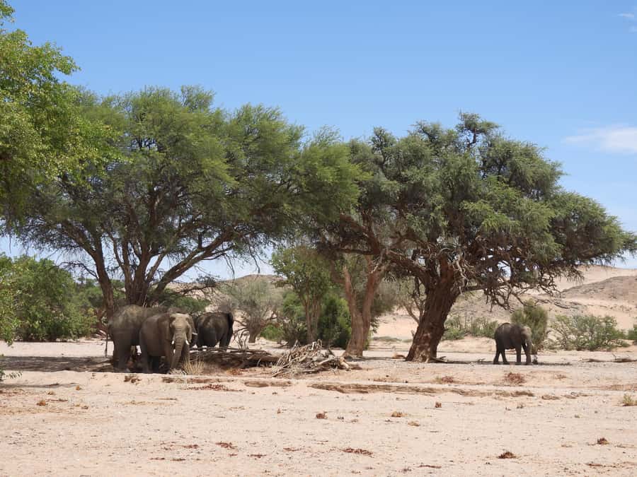 Elephant Adventure with Herson - a native of Damaraland - Key things that make this tour special
