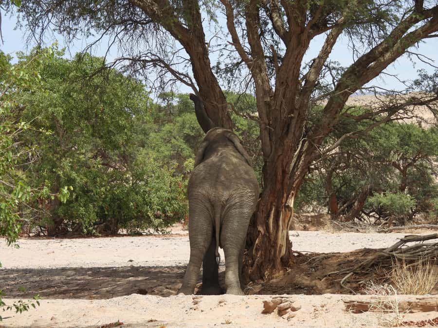 Elephant Adventure with Herson - a native of Damaraland - Twyfelfontein in a 4x4, with Herson guiding from the driver’s seat
