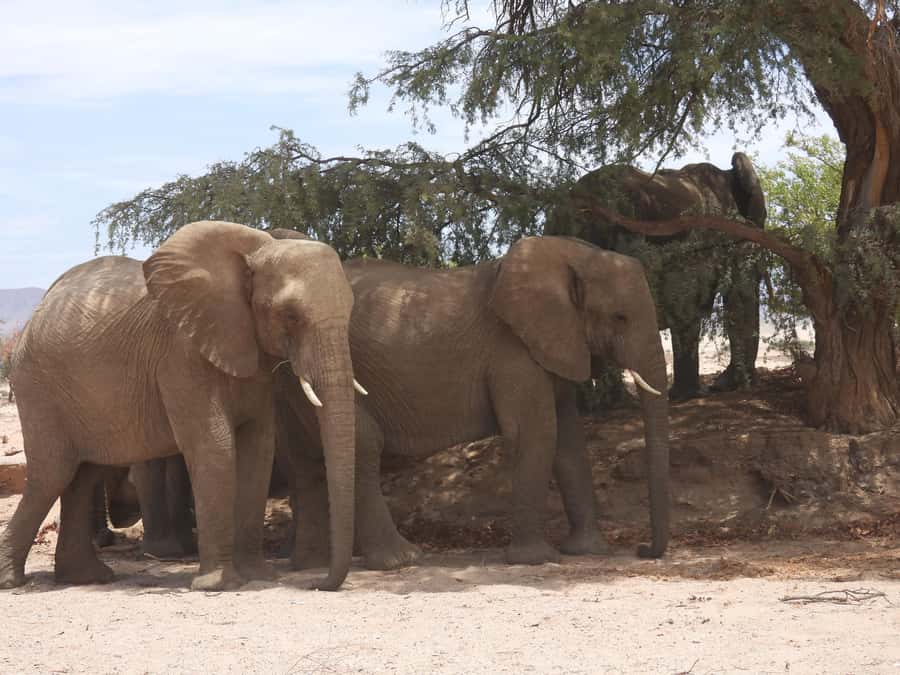 Elephant Adventure with Herson - a native of Damaraland - Twyfelfontein riverbed: why this dried channel is such good elephant country