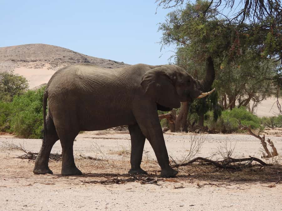 Elephant Adventure with Herson - a native of Damaraland - Price and value: why $25 can make sense, and when it does not