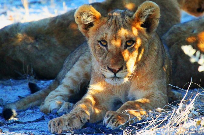 Etosha Express Safari 3 Days / 2 Nights - Key things to know before you go