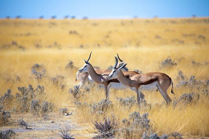 Etosha Express Safari 3 Days / 2 Nights - How to handle the full schedule without burning out