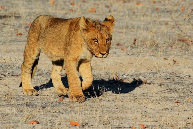 Etosha Express Safari 3 Days / 2 Nights - Guides, personal attention, and what you can expect from Shawn