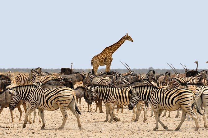 Etosha Express Safari 3 Days / 2 Nights - Day 1 at Etosha Pan: sunset arrival and early wildlife odds
