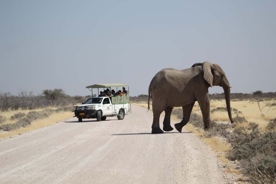 Etosha National Park: Full or Half-Day Game Drive - Key things I’d pay attention to before you go