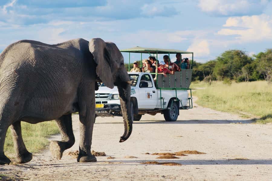 Etosha National Park: Full or Half-Day Game Drive - Guides Who Spot the Right Moment, Not Just the Animal